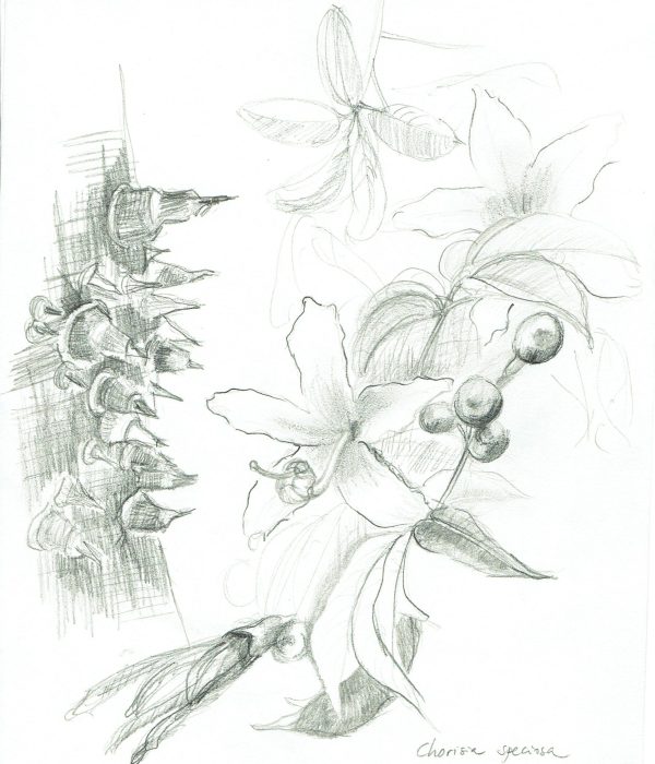 chorisia 1